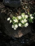 Stellaria eschscholtziana