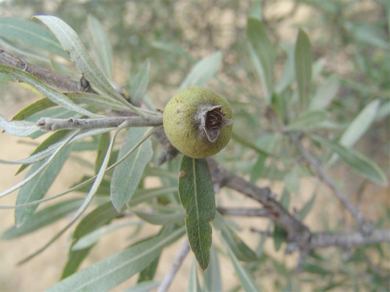 Изображение особи Pyrus salicifolia.