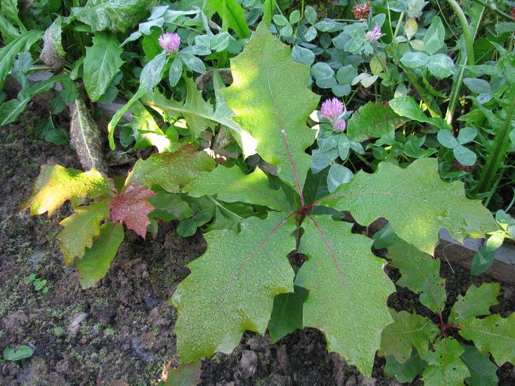 Image of Quercus rubra specimen.