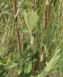 Potentilla recta