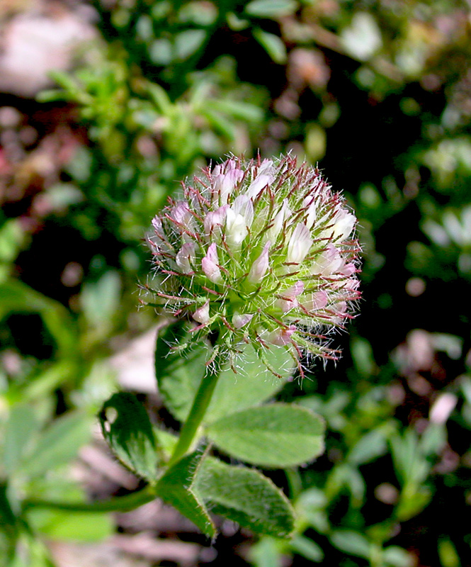 Изображение особи Trifolium lappaceum.