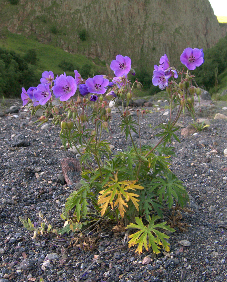 Изображение особи Geranium ruprechtii.