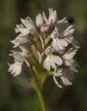 Anacamptis pyramidalis