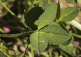 Trifolium uniflorum