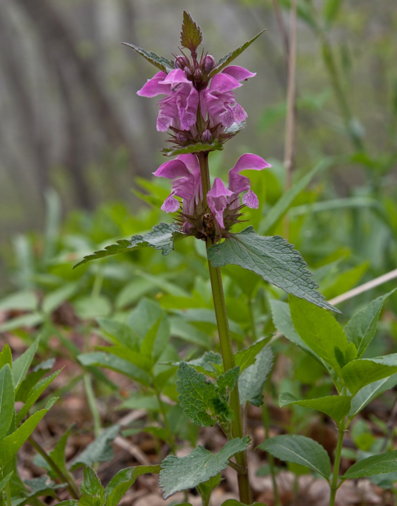 Image of Lamium maculatum specimen.