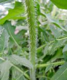 Sisymbrium loeselii