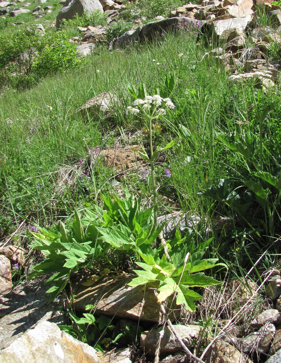 Изображение особи Heracleum freynianum.