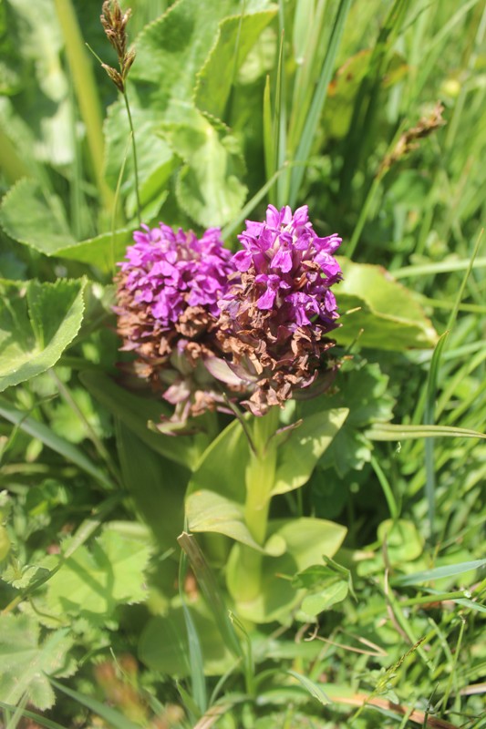 Изображение особи Dactylorhiza incarnata.