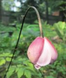 Anemonopsis macrophylla