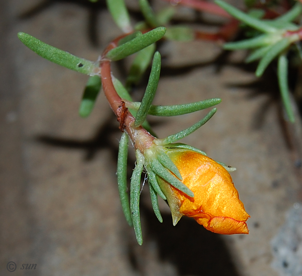 Изображение особи Portulaca grandiflora.