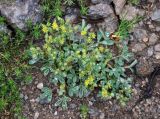 Sibbaldia parviflora. Цветущее растение. Кабардино-Балкария, Эльбрусский р-н, гора Чегет, выс. около 2700 м н.у.м., каменистый склон. 11.07.2016.
