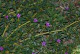 Sesuvium portulacastrum. Часть цветущего растения. Израиль, центральная Арава, пос. Сапир, парк, одичавшее. 26.10.2014.