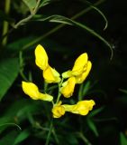 Lathyrus pratensis. Соцветие. Республика Мордовия, г. Саранск, Пролетарский р-н, ПКиО, около дорожки в дубраве. 27 июля 2015 г.