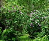 Syringa vulgaris