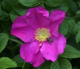 Rosa rugosa