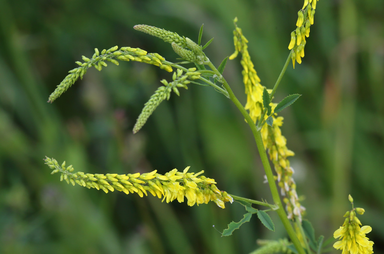 Изображение особи Melilotus officinalis.