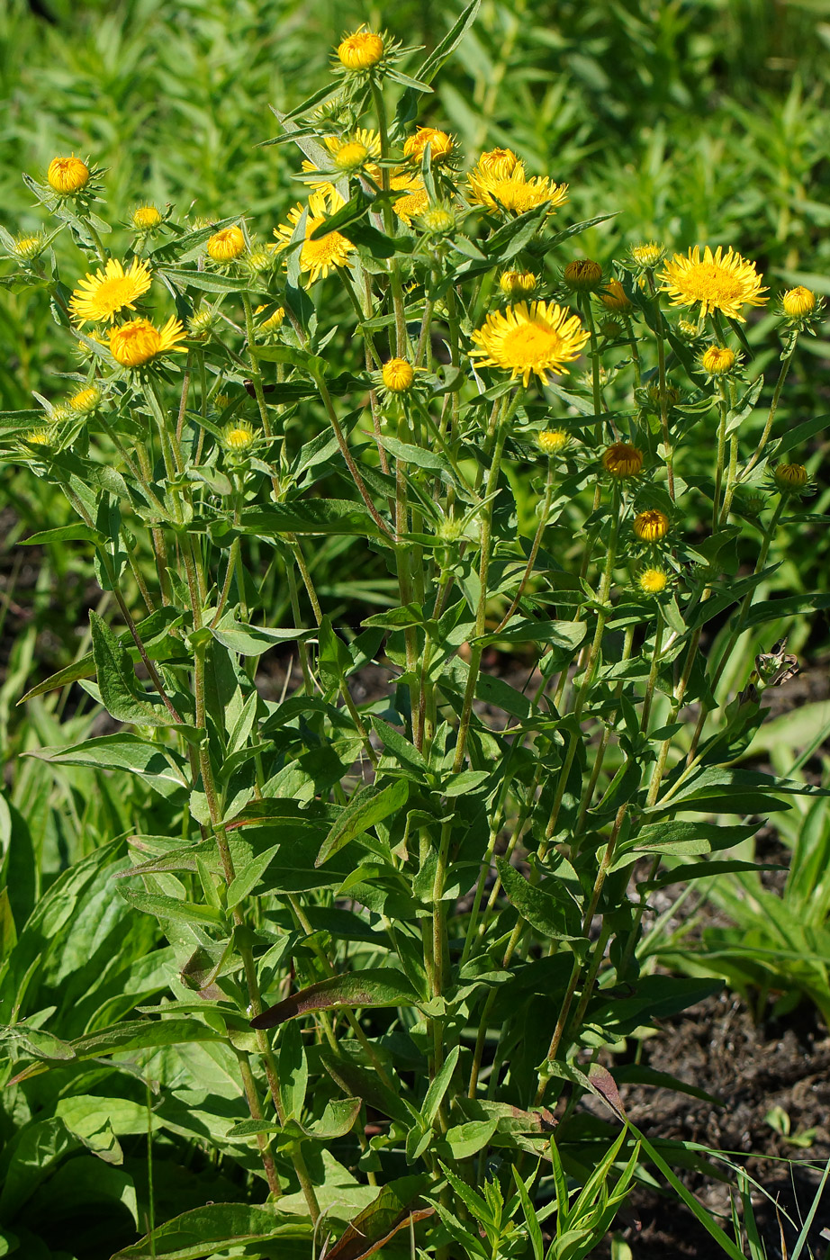 Изображение особи Inula britannica.