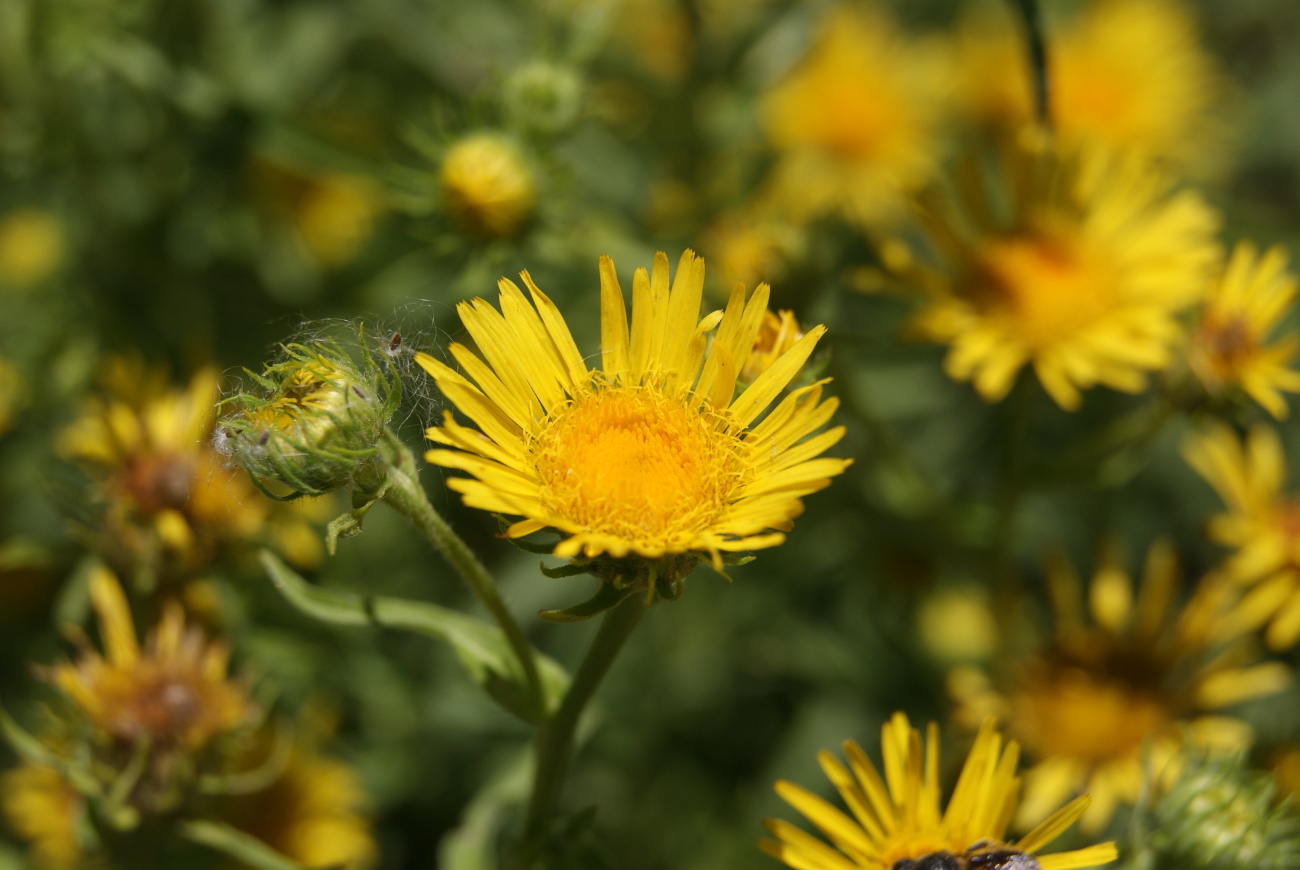 Изображение особи Inula britannica.