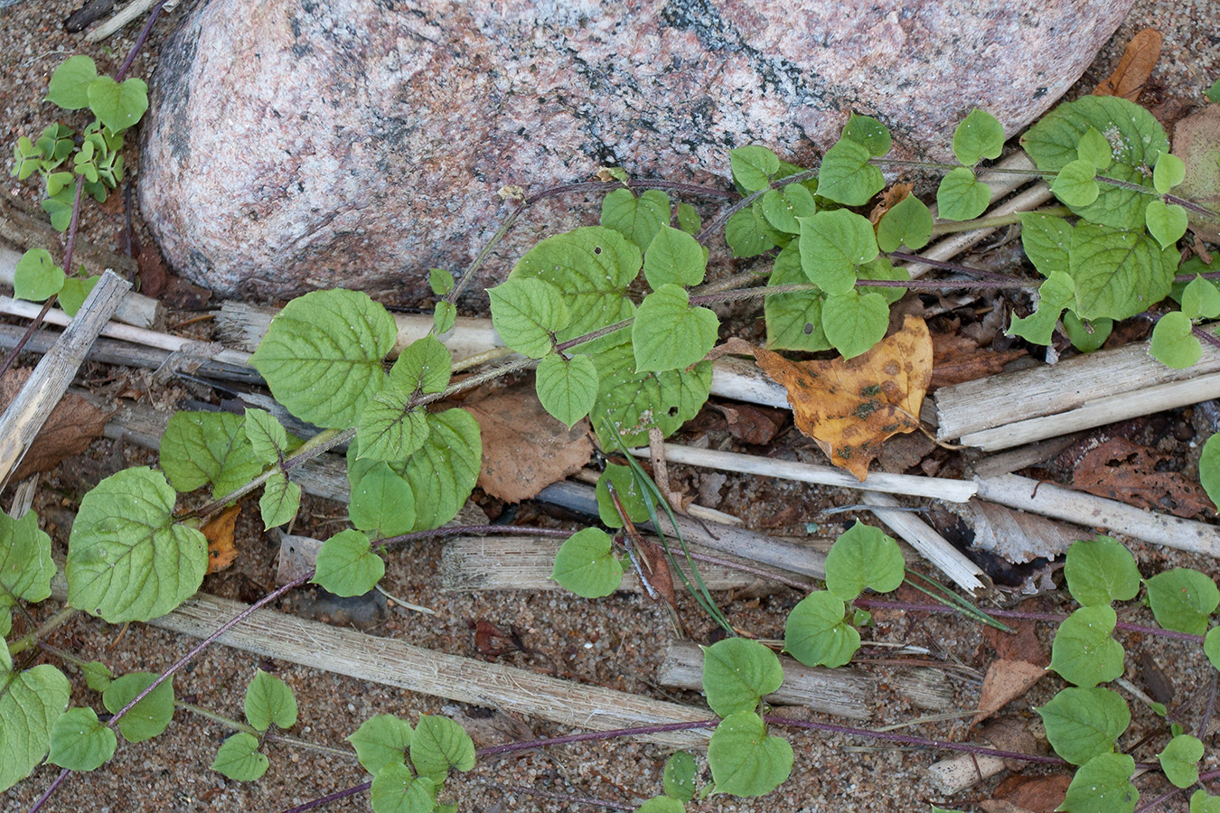 Изображение особи Myosoton aquaticum.