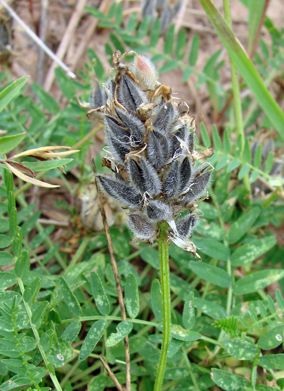 Изображение особи Astragalus danicus.
