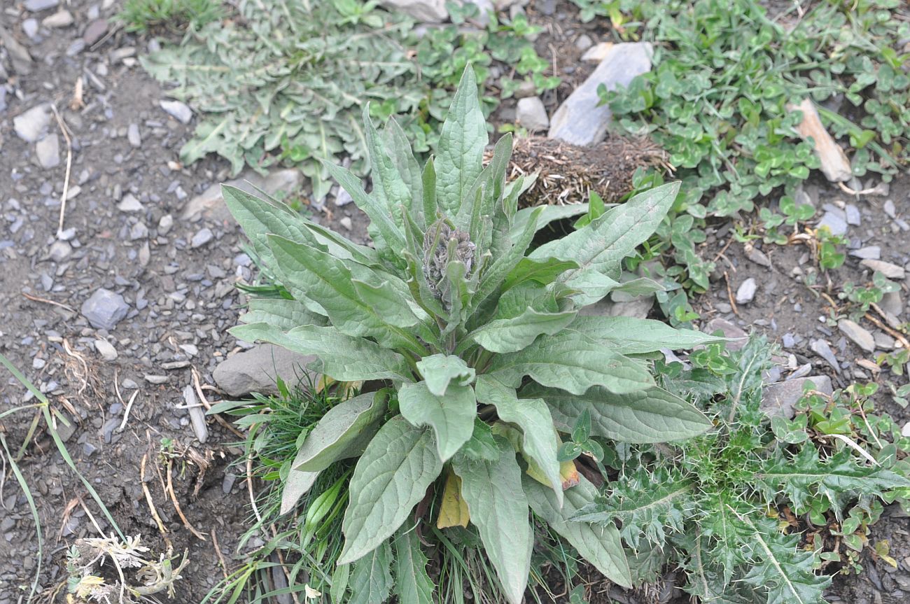 Изображение особи Cynoglossum officinale.