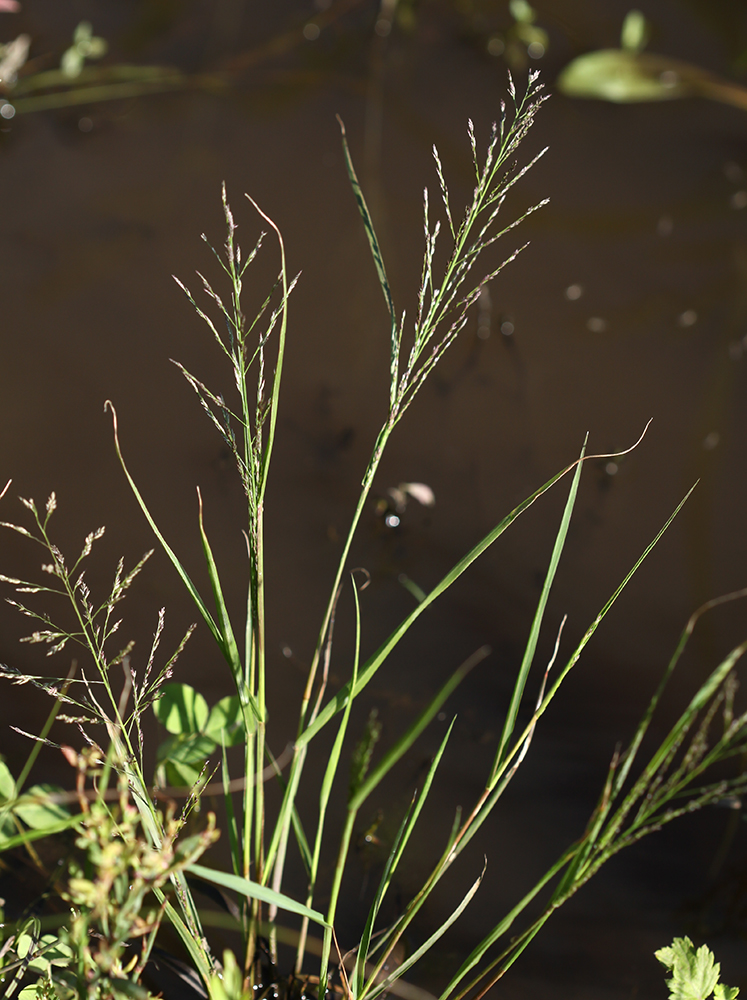 Изображение особи Eragrostis pilosa.