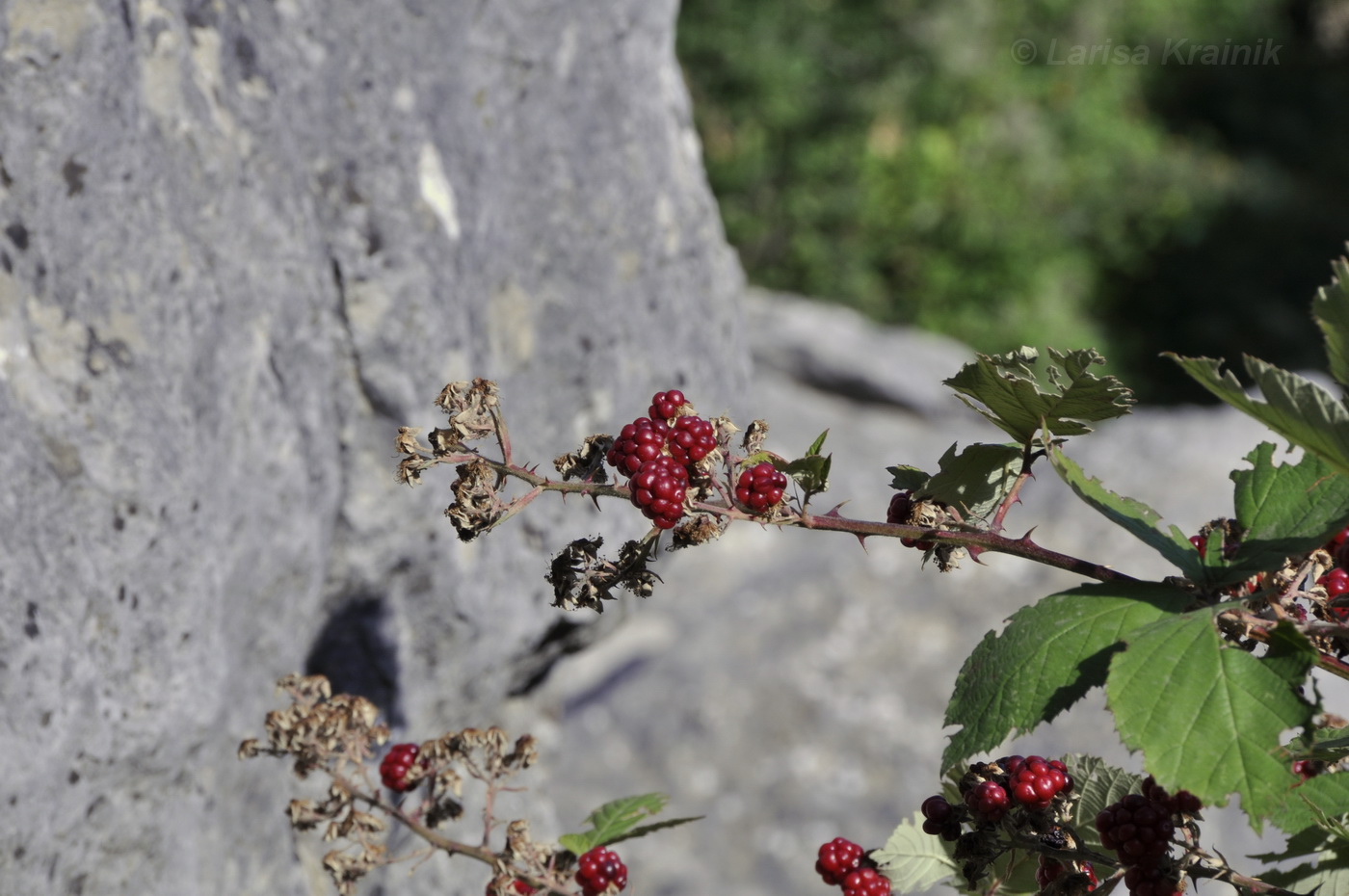Изображение особи Rubus tauricus.