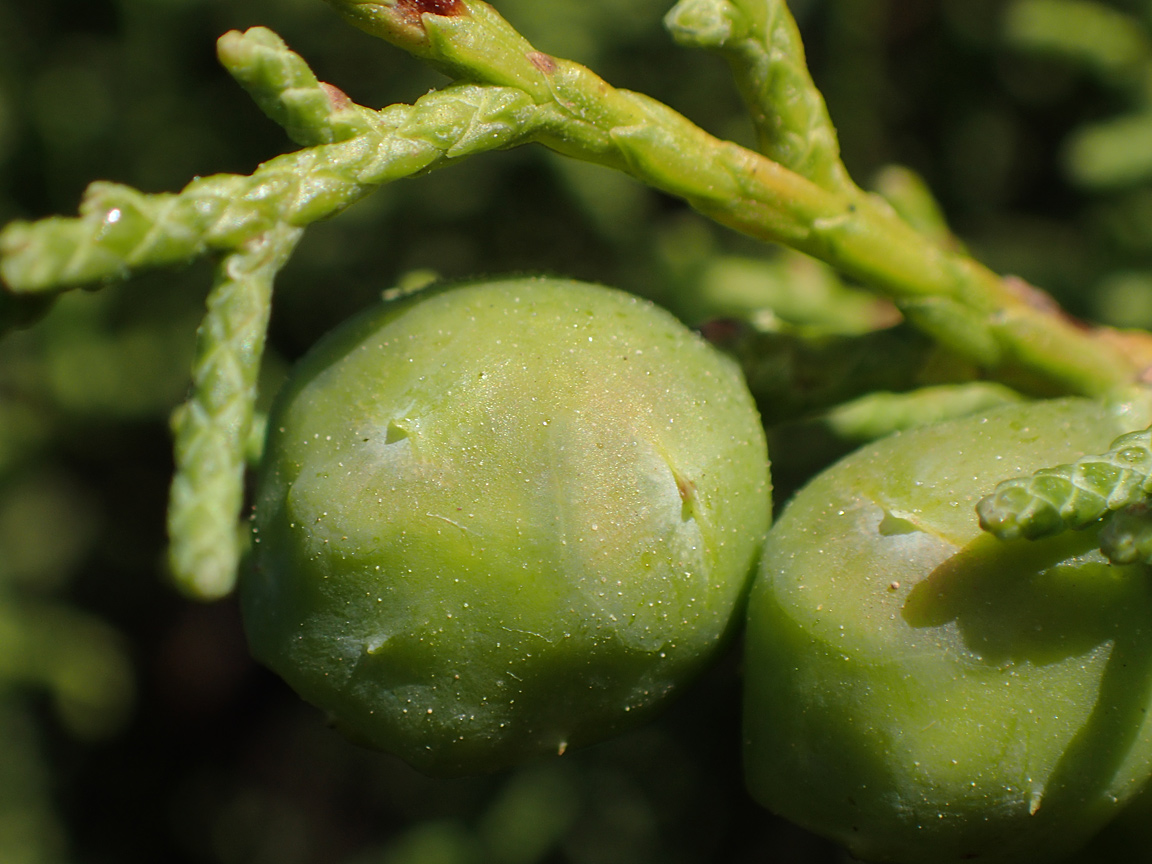 Изображение особи Juniperus phoenicea.