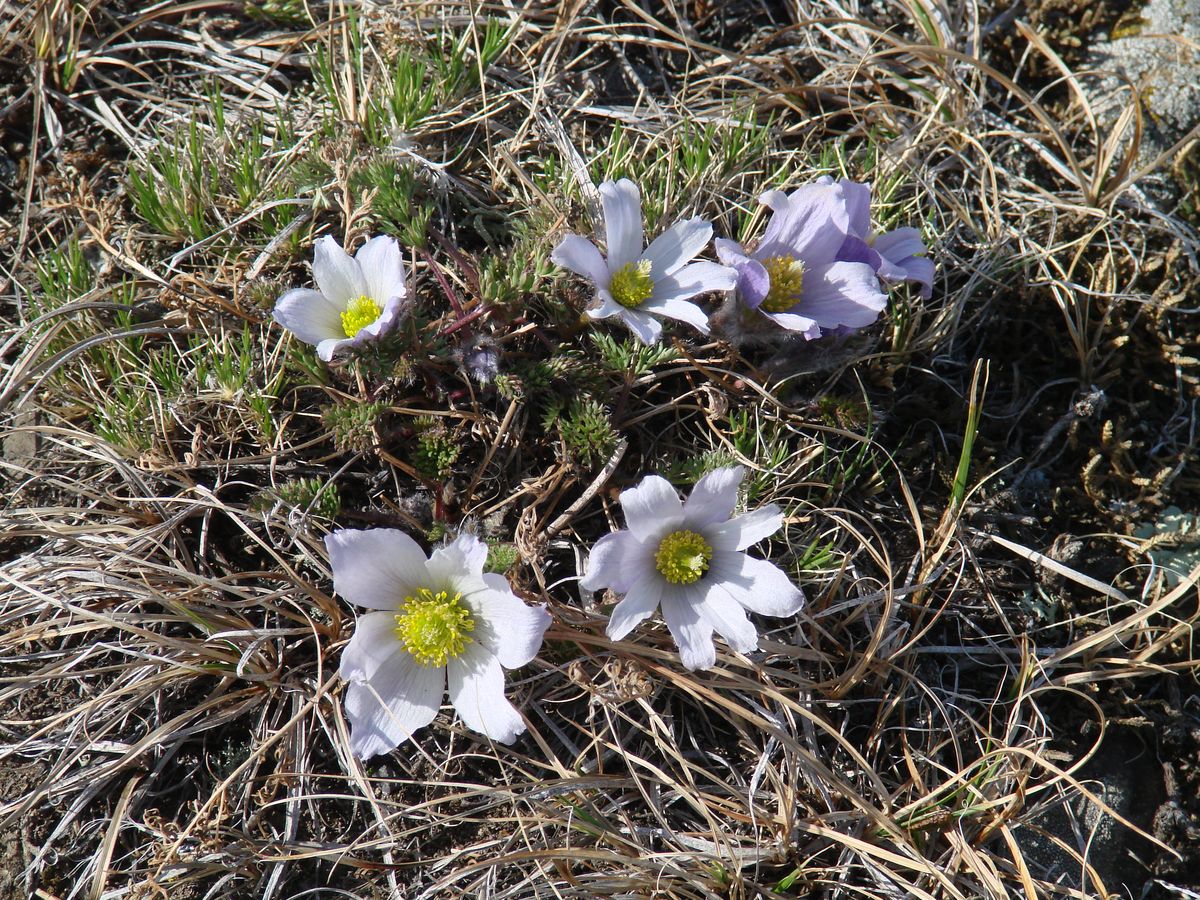 Изображение особи Pulsatilla tenuiloba.