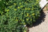 Euphorbia cyparissias. Растение с формирующимися и отцветшими соцветиями. Казахстан, Восточно-Казахстанская обл., г. Усть-Каменогорск, сквер возле здания, в культуре. 05.06.2017.