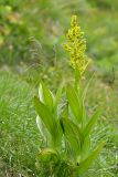 Veratrum lobelianum. Цветущее растение. Карачаево-Черкесия, Зеленчукский р-н, окр. пос. Архыз, хребет Абишира-Ахуба, спуск от оз. Лазурного к оз. Кяфар, 2580 м н.у.м., субальпийский луг. 31.07.2018.