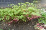 Epimedium rubrum