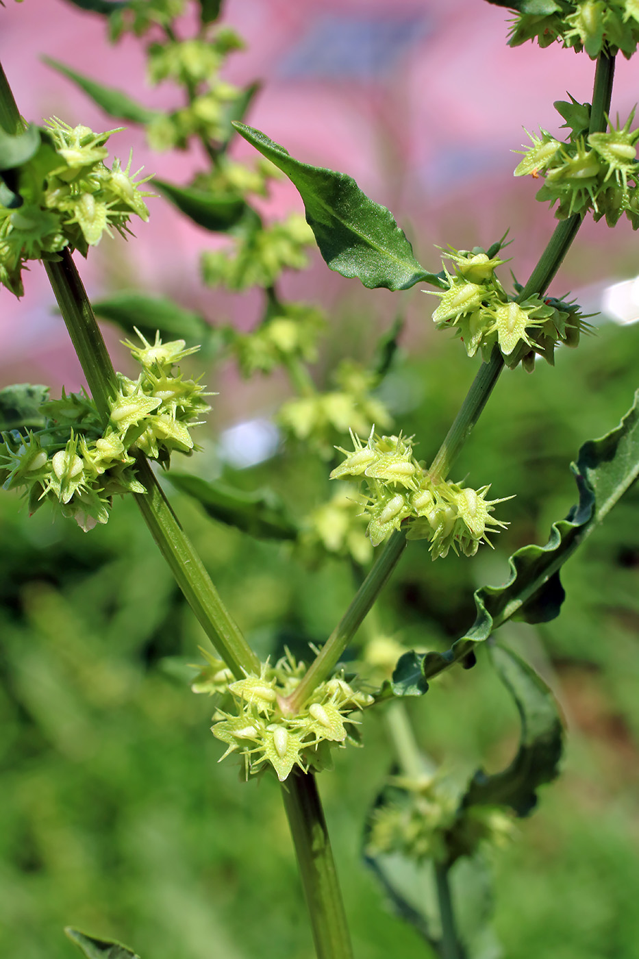 Изображение особи Rumex halacsyi.