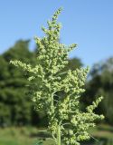 Chenopodium album