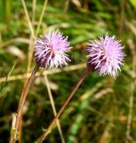 Cirsium setosum