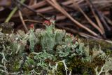 род Cladonia