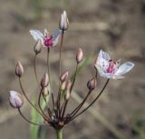 Butomus umbellatus