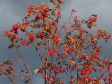 Sorbus aucuparia. Верхушка молодого плодоносящего растения с листвой в осенней окраске. Мурманская обл., Кандалакшский р-н, с. Ковда, пологая скальная возвышенность, зарастающий деревьями разнотравно-злаковый луг. 26.09.2021.