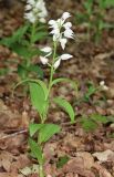 Cephalanthera longifolia. Цветущее растение. Дагестан, Магарамкентский р-н, окр. с. Хтун-Казмаляр, Самурский лес. 7 мая 2022 г.