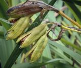 Iris pseudacorus. Соплодия со вскрывающимися зрелыми плодами. Москва, ГБС, экспозиция растений природной флоры России. 15.09.2022.