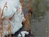 Phragmites australis