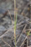 Dianthus campestris