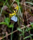 Tephroseris integrifolia. Общее соцветие ссидящей бабочкой. Красноярский край, Берёзовский р-н, долина р. Мана, опушка смешанного леса. 06.06.2022.