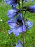 Delphinium iliense