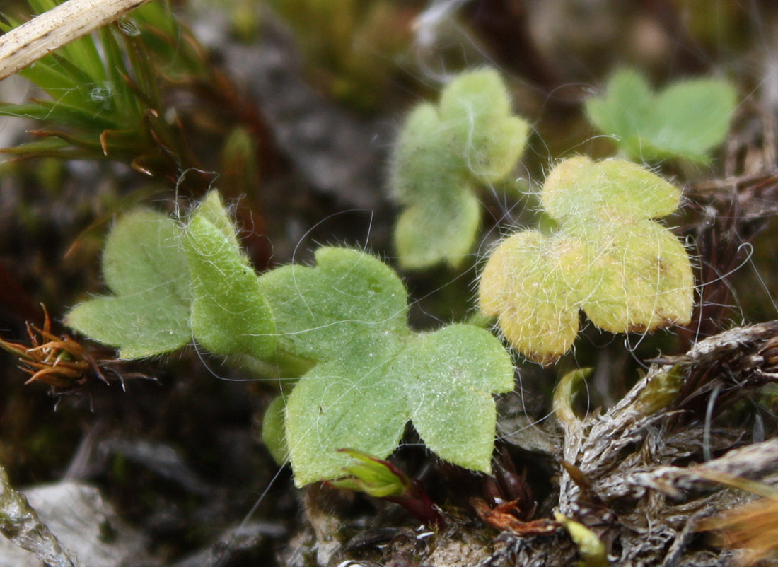 Изображение особи Ranunculus propinquus.