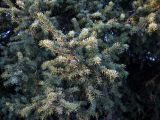 Picea разновидность coerulea