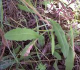 Picris hieracioides. Нижняя часть побега с листьями. Курская обл., Железногорский р-н.