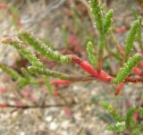 Salicornia perennans. Побеги цветущего растения. Зап. Крым, г. Саки, берег оз. Сакское в р-не санатория \"Полтава\". 31.08.2011.