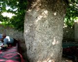 Platanus orientalis. Нижняя часть ствола 870-летнего дерева. Туркменистан, хр. Кугитанг, село Койтен. Июнь 2012 г.