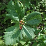 Sorbus caucasica